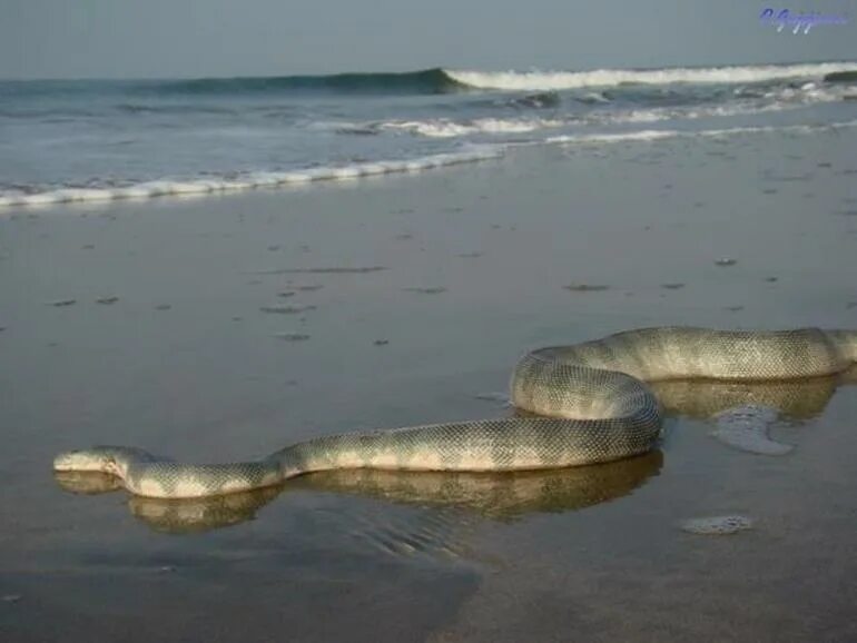 Большие змеи в воде. Морские змеи в Индии. Морская змея Гоа. Самые большие морские змеи. Большие водяные змеи.