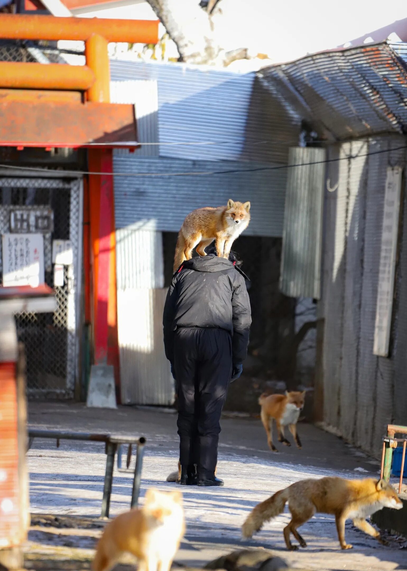 Лисы. Человек Лис. Лиса в Японии. Немецкие лисы. Fox страна