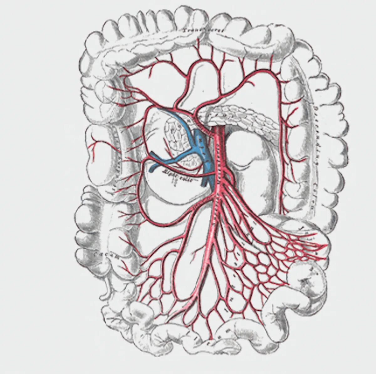 Брюшная ишемия. Верхняя брыжеечная артерия и Вена. Верхняя брыжеечная Вена анатомия. Нижняя брыжеечная артерия анатомия. Ветви верхней брыжеечной артерии анатомия.