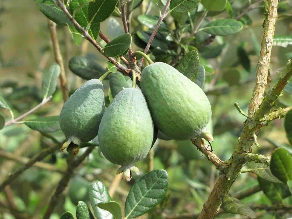 Как растет фейхоа. Фейхоа селлова feijoa sellowiana. фейхоа ягода дерево. фейхоа саженцы. фейхоа азербайджанская.