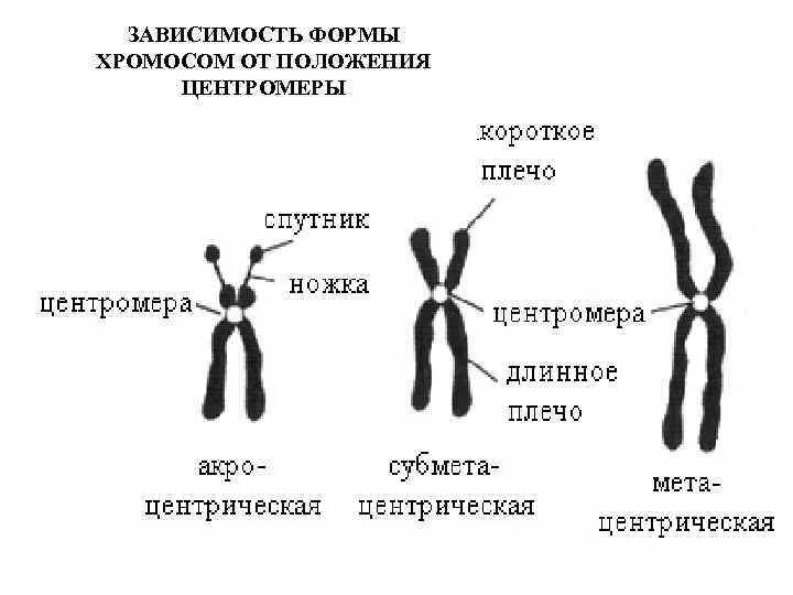 Какие типы хромосом вам известны. Акроцентрические хромосомы строение. Строение метацентрической хромосомы. Строение и типы хромосом рисунок. Строение хромосомы рисунок.