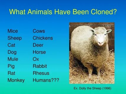 Animals have