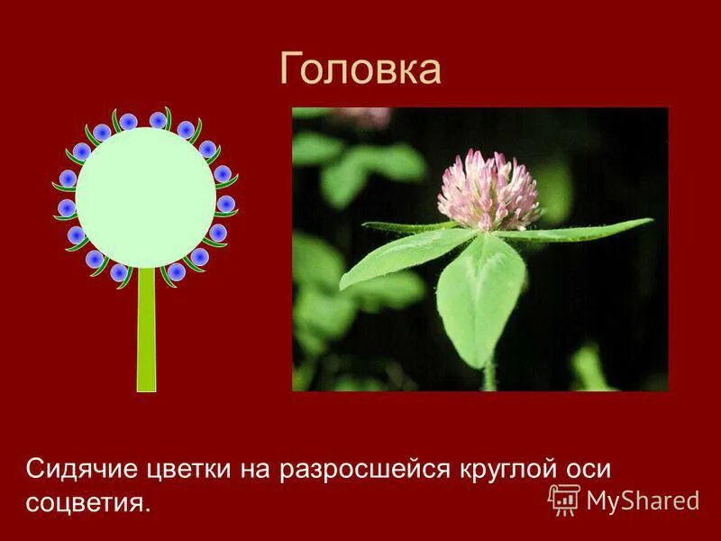 Соцветия презентация. Сидячие цветки на разросшемся плоском ложе соцветия. Соцветия. Простой зонтик. Соцветие щиток.