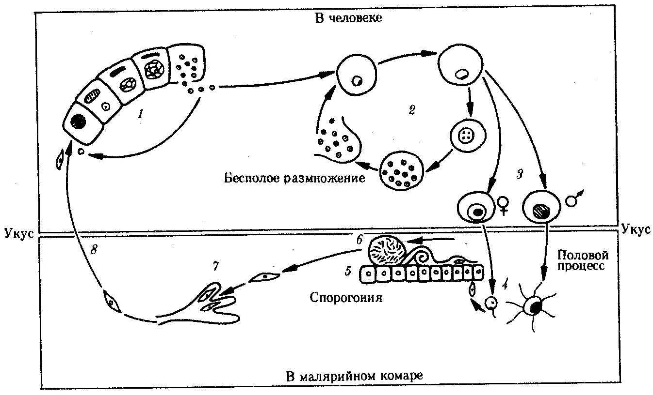 Малярийный плазмодий в кишечнике. Стадии жизненного цикла малярийного плазмодия. Стадия жизненного цикла паразита малярийного плазмодия. Цикл размножения малярийного плазмодия схема. Цикл малярийного плазмодия схема.