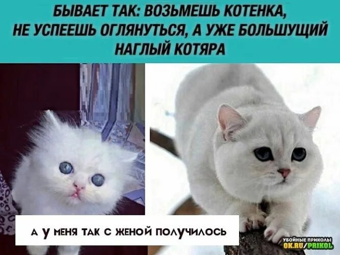 Песня возьми меня женой. Возьмите котика. Котята в Нелидово. Кота возьми реклама. Возьми котика картинки.