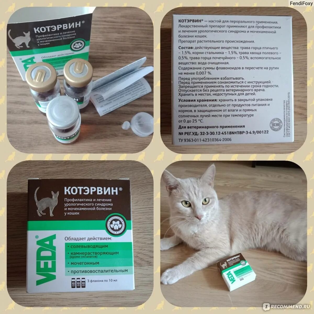 Котэрвин для кошек как давать. Котэрвин для кошек.