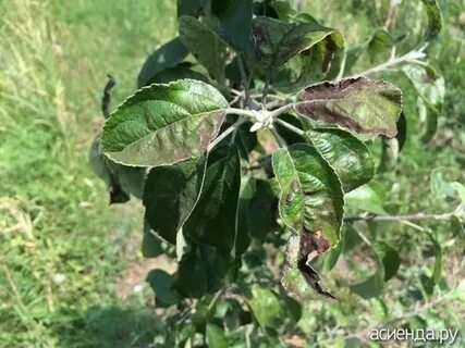 Яблоня листья чернеют и скручиваются