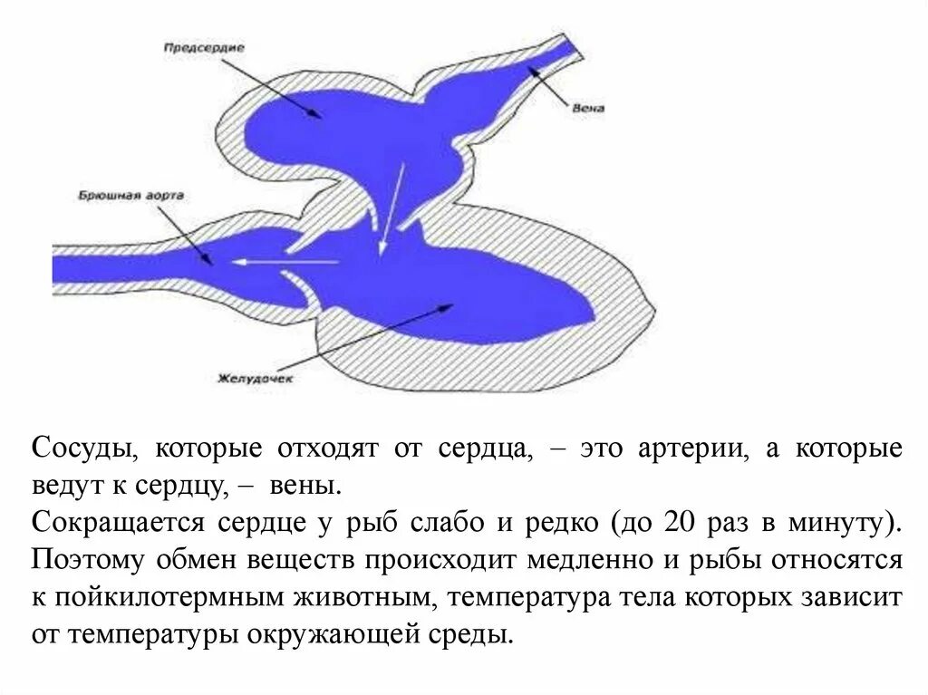 Сердце рыб состоит из камер. Строение сердца рыбы. Схема строения сердца рыб. Сердце рыбы. Сердце рыбы анатомия.