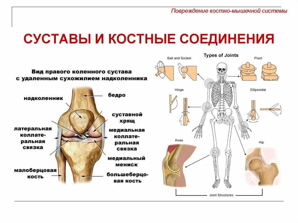 Мышцы и суставы. Костно суставная система ребенка. Опорно двигательный аппарат суставы. Строение скелета и суставов. Функции костно-суставной системы.