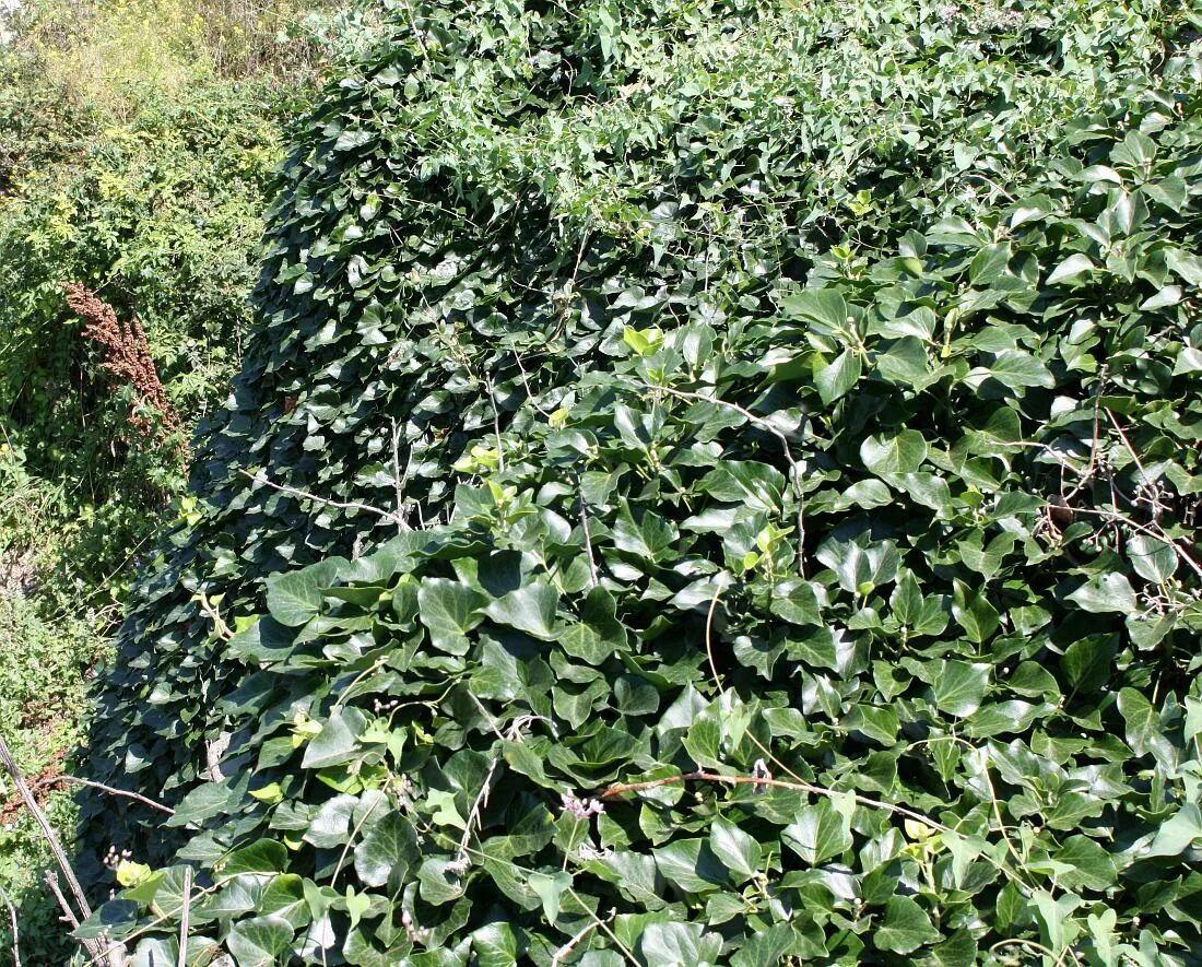 Плющ таврический (hedera taurica). Плющ крымский. Плющ вечнозеленый hedera helix. Хедера крымская. Плющ колхидский вариегатный.