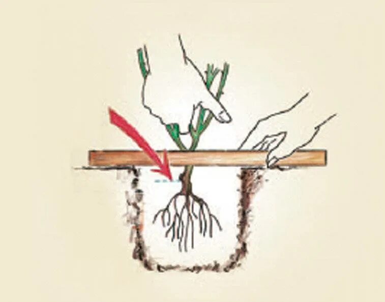 Посадка роз корневая шейка. Корневая шейка у розы. Корневая шейка плетистой розы. Как посадить саженец розы в горшок