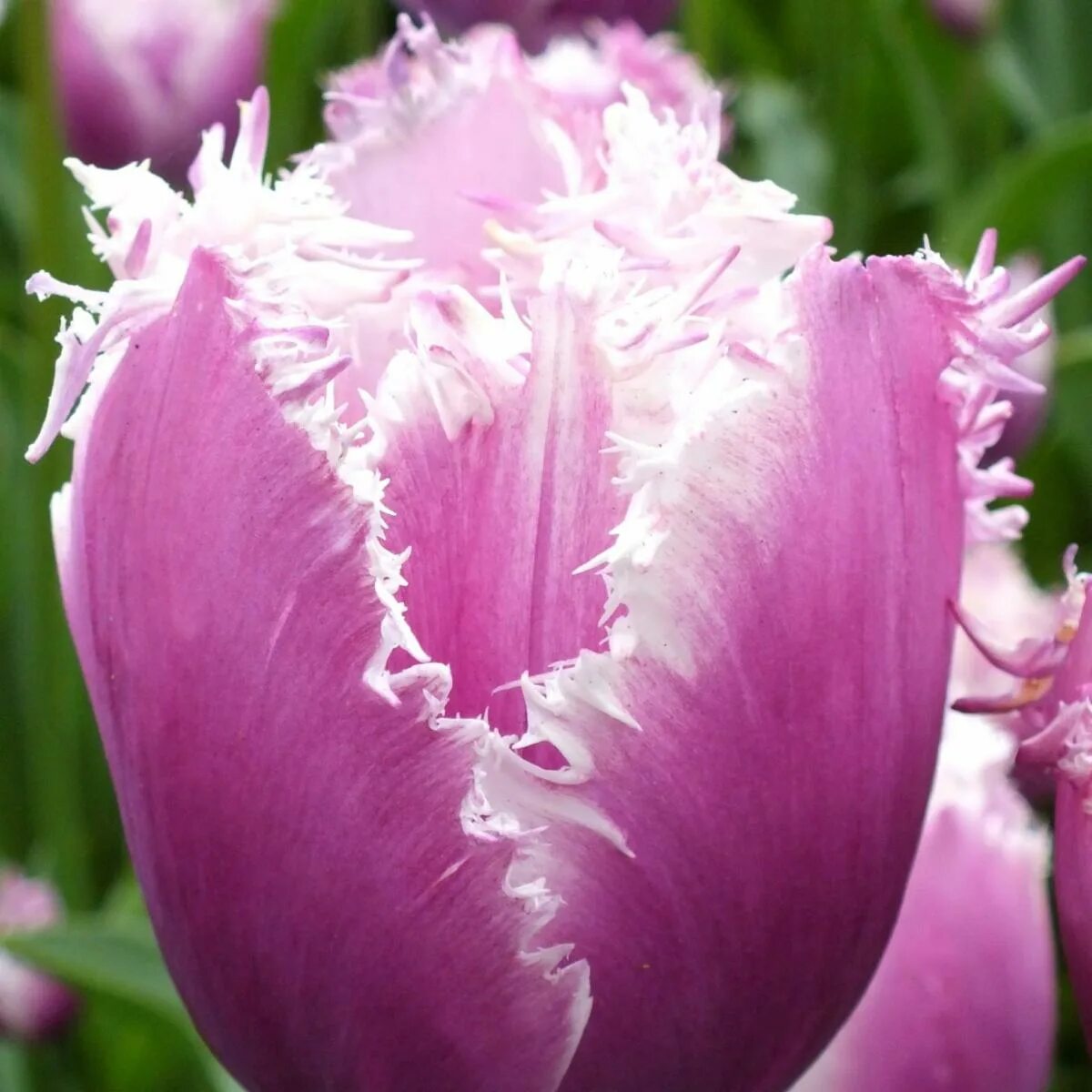 Тюльпан американ игл. Тюльпан mascotte. Тюльпан бахромчатый фабио. Бахромчатые тюльпаны. Тюльпан brest (бахромчатый).