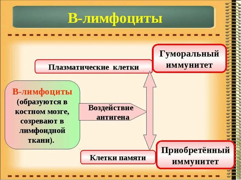 Лимфоцит. В-лимфоциты памяти образуются. Иммунитет лимфоциты. Б-лимфоциты иммунной системы. Т лимфоциты образуются в