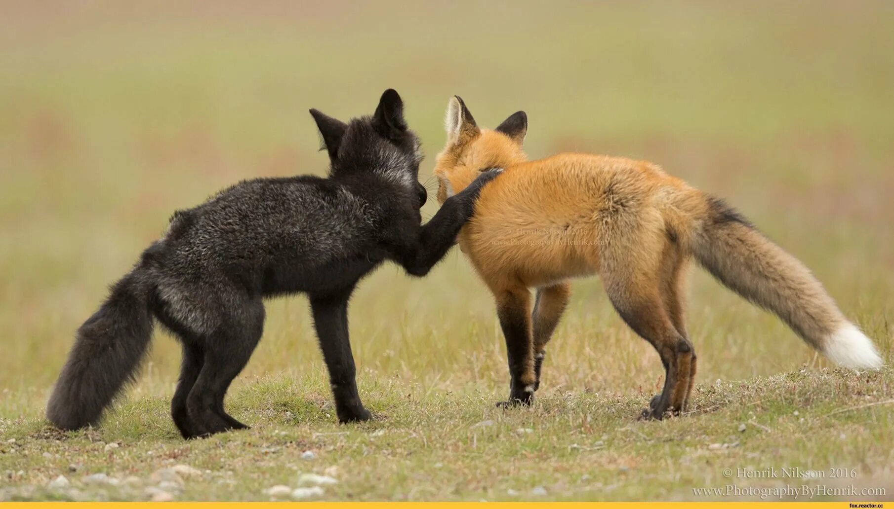 Лиса чернобурка сиводушка. Чернобурка и рыжая лиса. Чернобурая лисица лисицы. Чернобурая лиса и рыжая лиса.