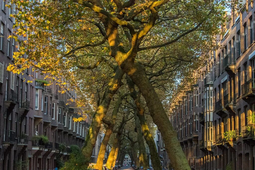 Street trees. Улица Lomanstraat Амстердам. Деревья в Амстердаме. Улица с деревьями. Деревья на европейских улицах.