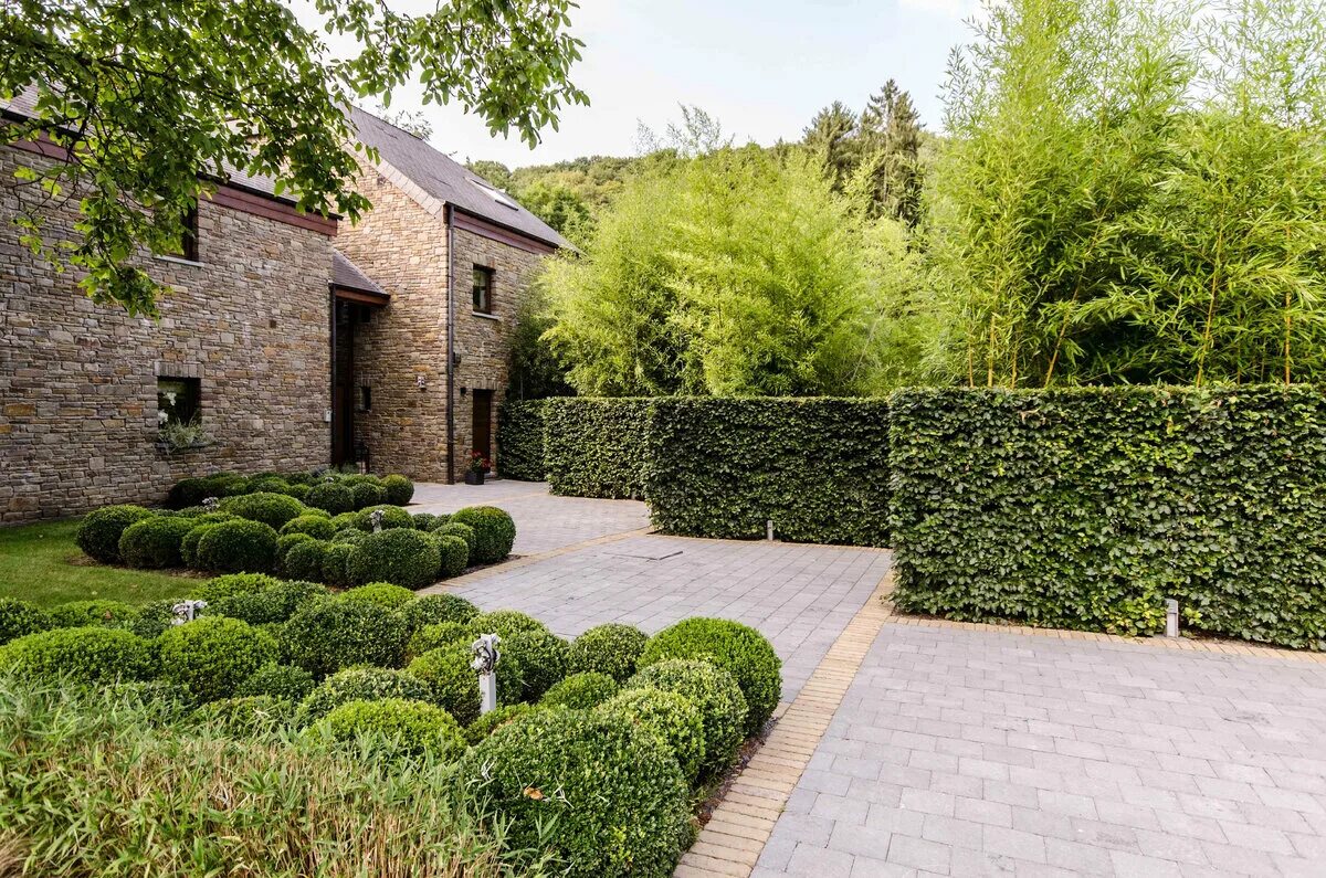 Туя западная даника живая изгородь. Туя даника бордюр. Туя даника изгородь. Клен глобозум изгородь. Туя западная даника живая изгородь.