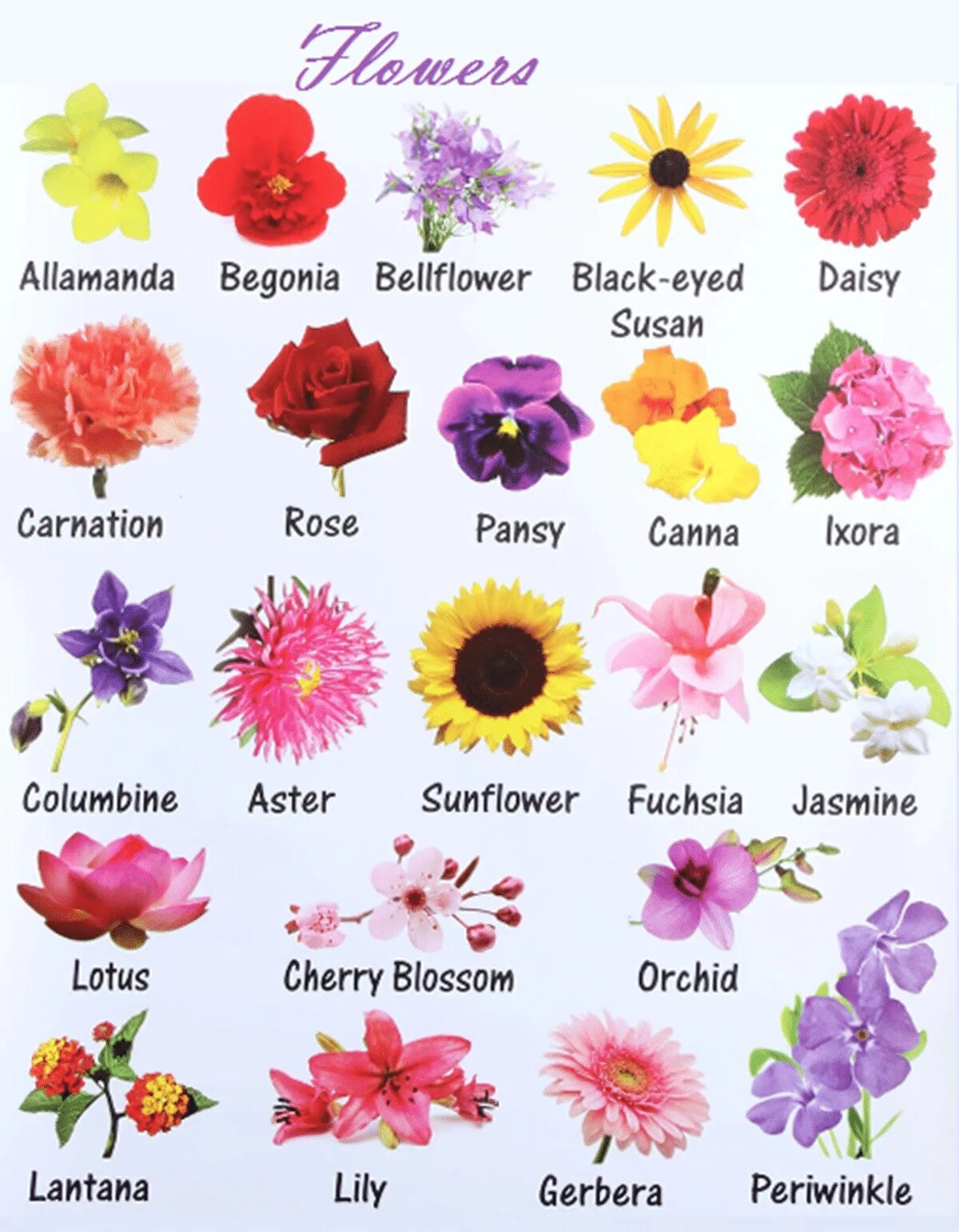 Английское слово flower