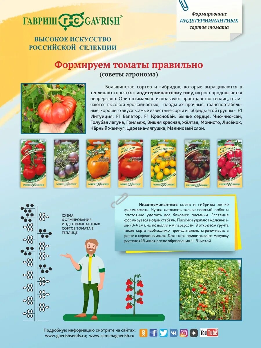 Как ухаживать за детерминантными помидорами