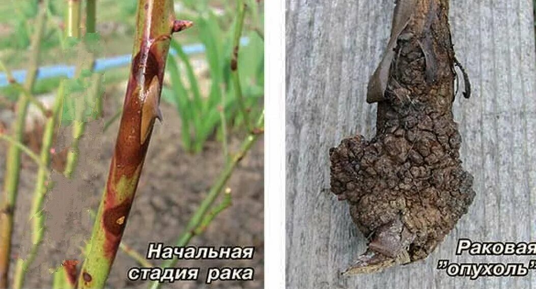 Болезни малины с описанием и способы их лечения, а также сорта устойчивые к забо
