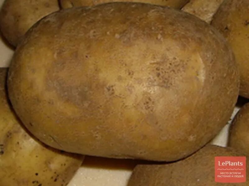 Картофель ласунок купить. Картофель Тимо Ханккиян. Сорт картофеля Сантэ. Сорт картофеля Ласунок. Сорт картофеля Тимо.