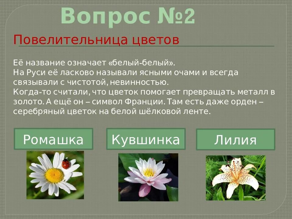 Название цветов на руси. Вопросы о цветах. Презентация о цветах.