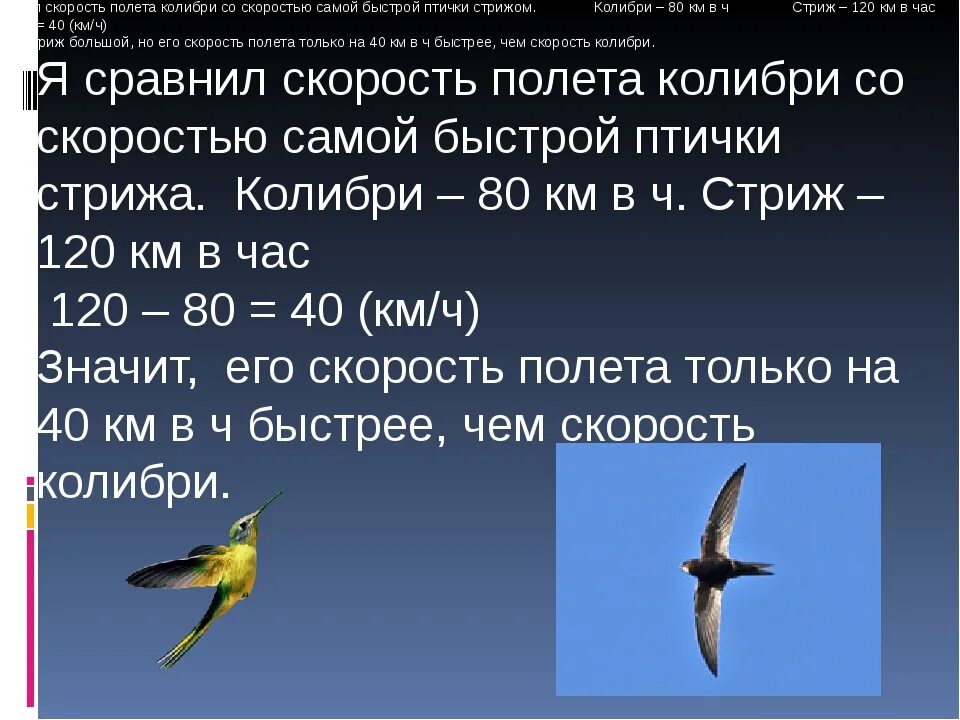 Словосочетание с словом колибри. Колибри скорость полета. Скорость полета птиц. Скорость Колибри км/ч. Стриж птица скорость полета.