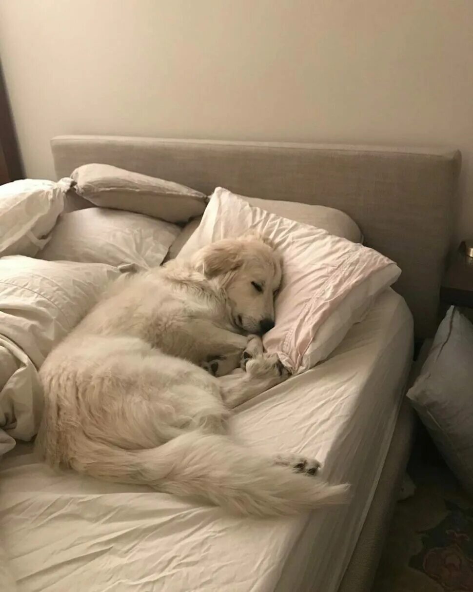 Залезла в постель спящему. Кровать для собаки. Собачка в кровати. Собака в постели. Спящие собаки.
