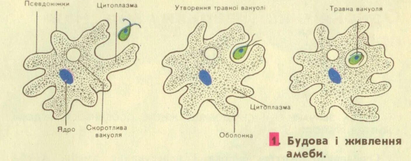 Какой цифрой обозначена на рисунке стадия амебы. Модель амебы обыкновенной. Строение амебы 7 класс биология. Модель амебы обыкновенной из пластилина. Строение амебы.