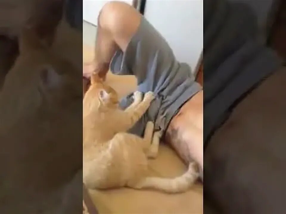 Почему коты массажируют