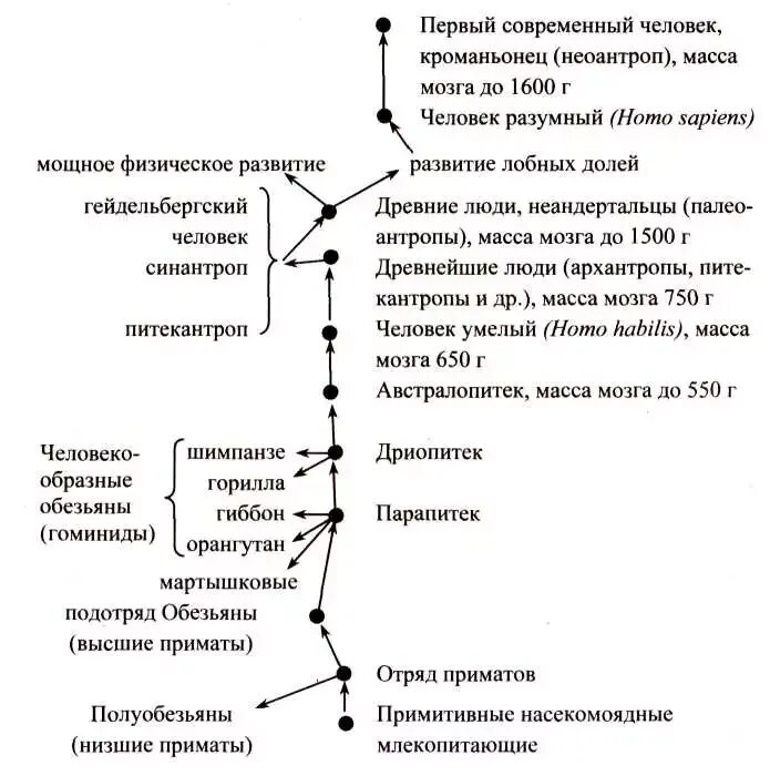 Основные этапы эволюции приматов таблица. Эволюция приматов таблица. Этапы эволюции приматов. Эволюция приматов схема. Этапы эволюции приматов.