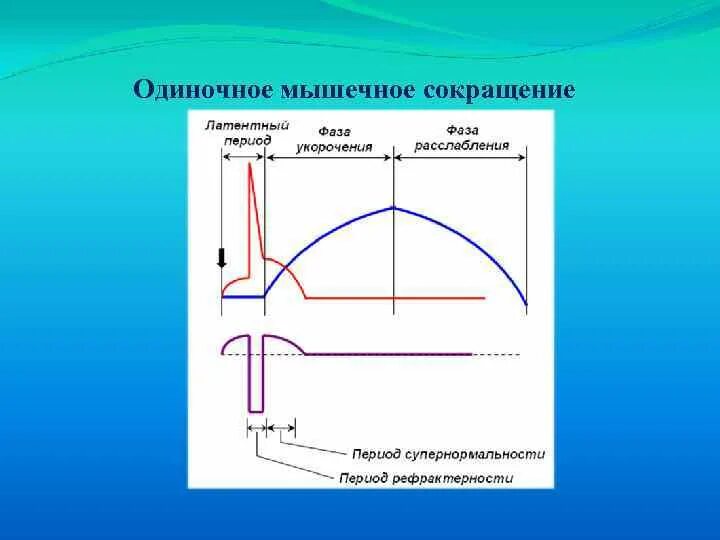Сокращение мышц 5 букв. Фазы одиночного мышечного сокращения. одиночное мышечное сокращение его фазы. механические фазы одиночного мышечного сокращения. кривая одиночного мышечного сокращения фазы.