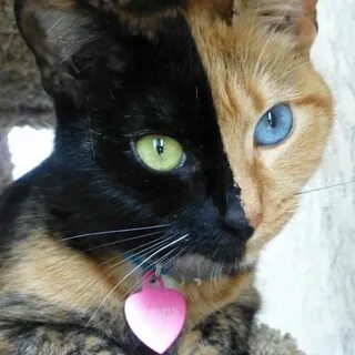 Кошка винера