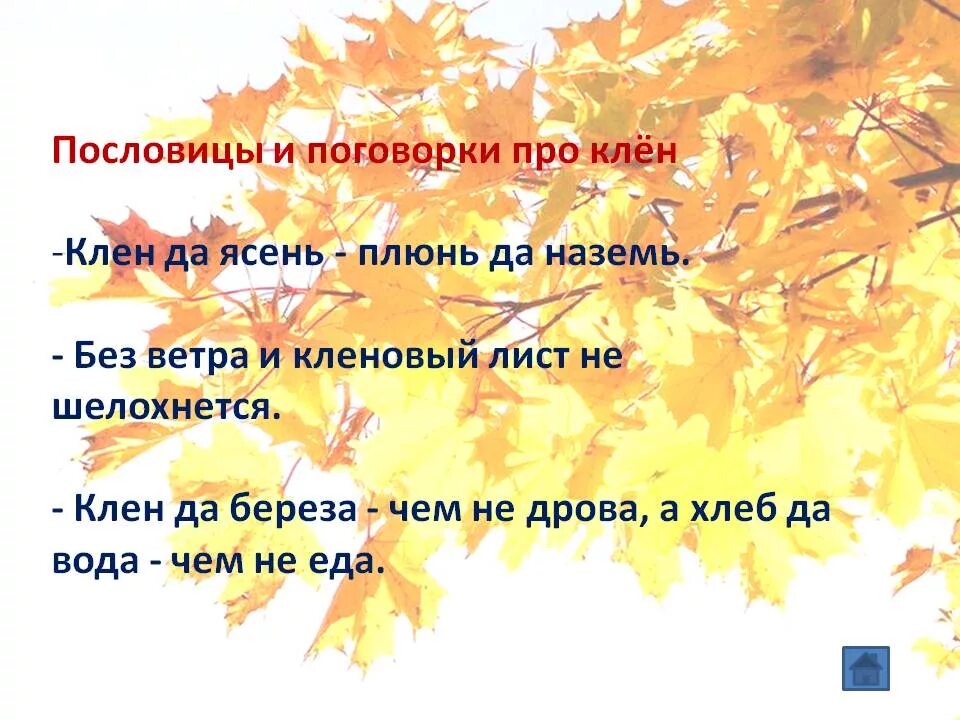 Загадка кленовый лист. Пословицы про клен. пословицы и поговорки о клене. загадка про клен. пословицы и поговорки про ясень.