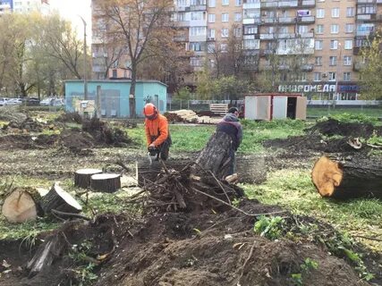 Кто выкорчевывает бузину