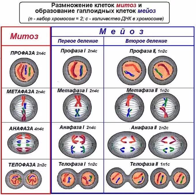 Установите последовательность процессов деления клетки. Фазы митоза с набором хромосом. стадии митоза и мейоза таблица. деление клетки митоз и мейоз. схема деления клетки митоз и мейоз.