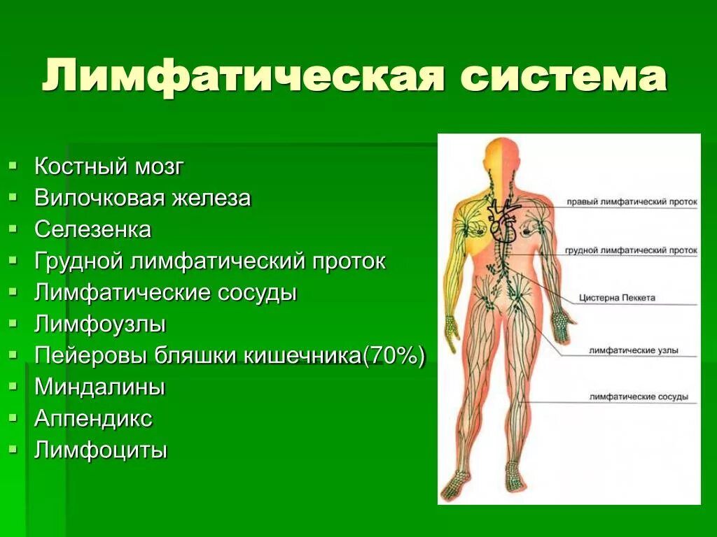 Лимфатические органы и сосуды