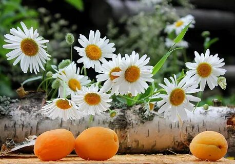 Доброго дня с ромашками картинки