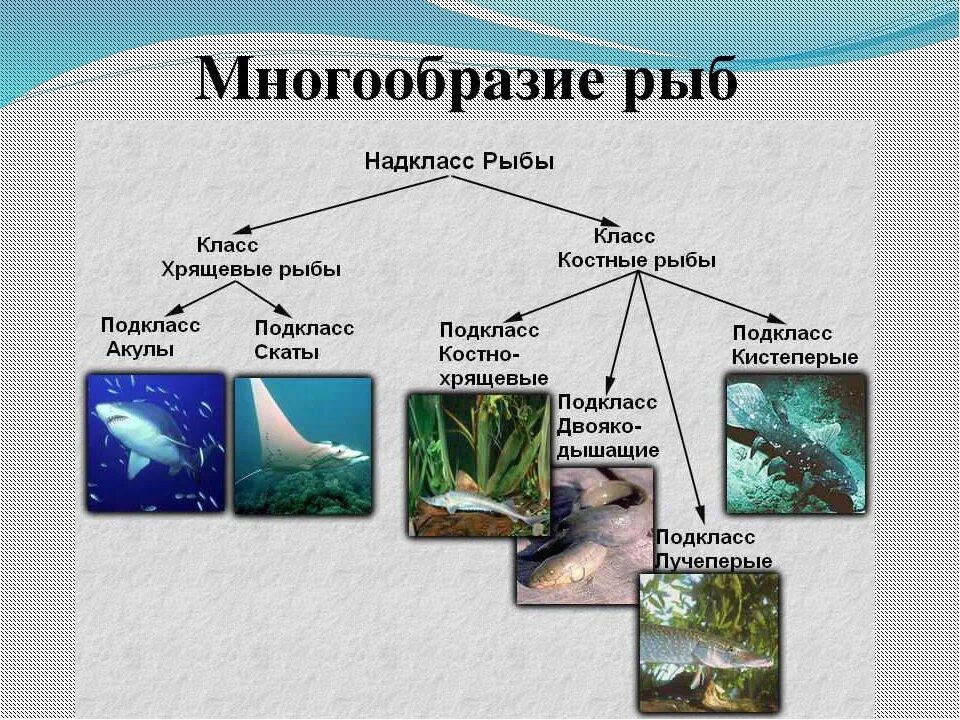 Рыбы биология 2 класс. Схема классификация рыб 7 класс биология. Классификация костных рыб 7 класс. Классификация надкласса рыбы. Систематика класса костные рыбы.