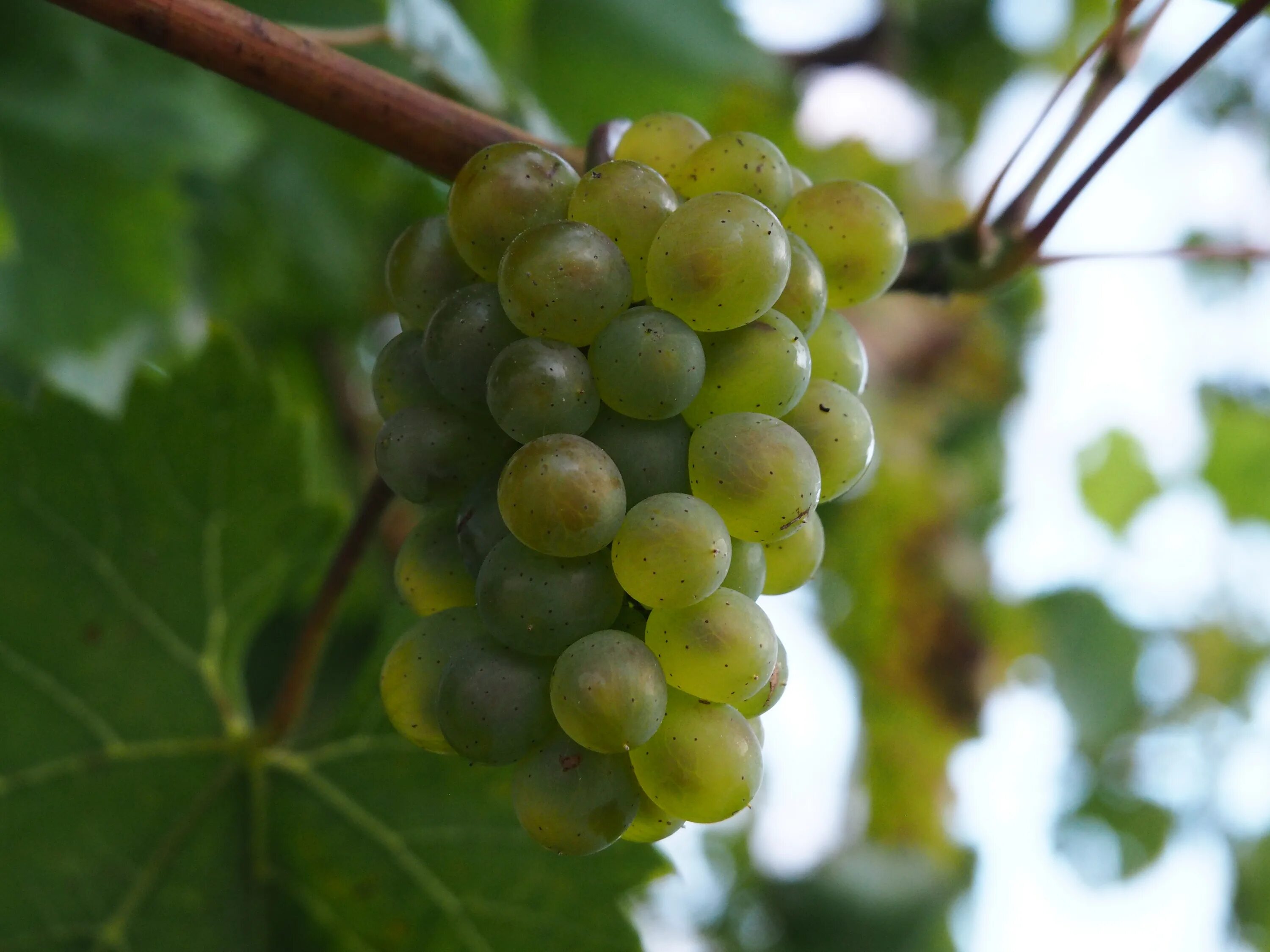 Free Images : grape, fruit, flower, food, green, produce, agriculture, grapes, f