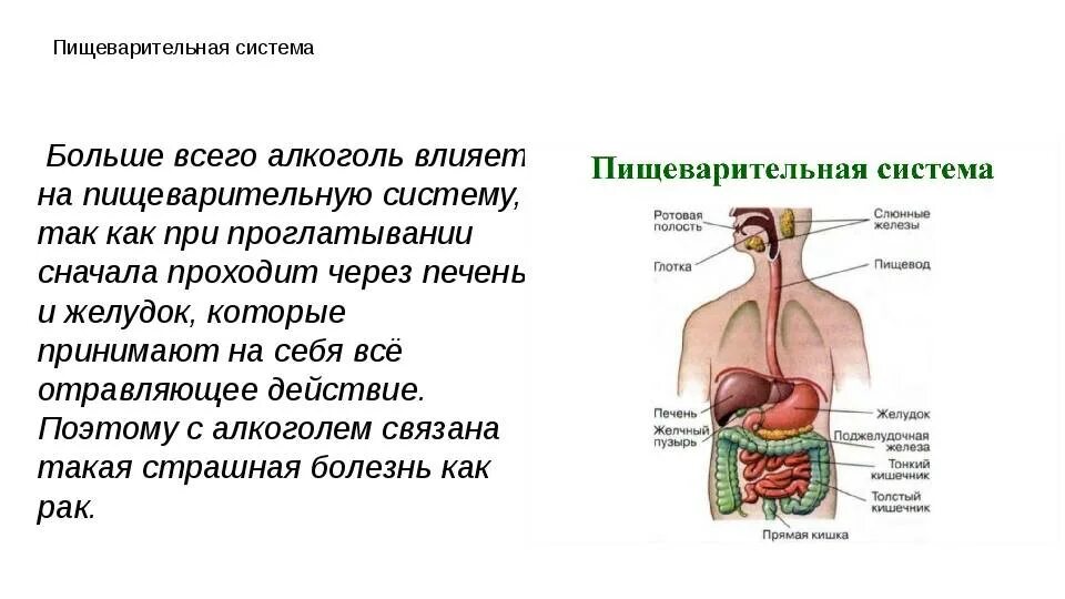 Пищеварительная система причины