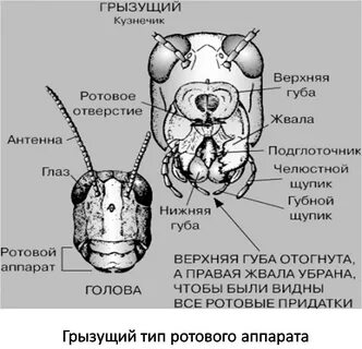 Тип ротового аппарата у прямокрылых