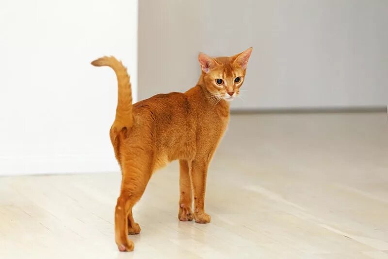 Маленькая худая рыжая. Ориентальные абиссинцы. Абиссинец кот рыжий. Абиссинская кошка короткошерстная. Абиссинец коты рыжие.