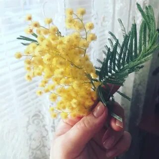 Мимоза цветок как хранить