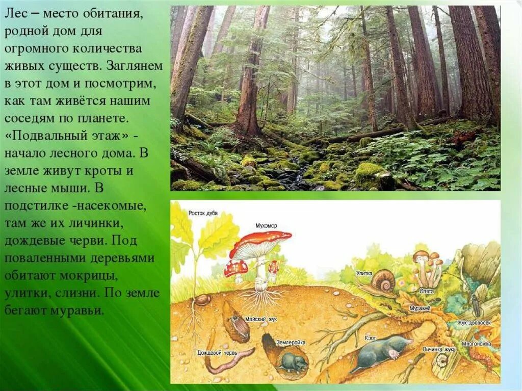 Почему лес называют сообществом 2 класс рассказ. Природное сообщество лес. Ljrkfl YF ntveприродное сообщество. Доклад про лес. Рассказ о лесе.