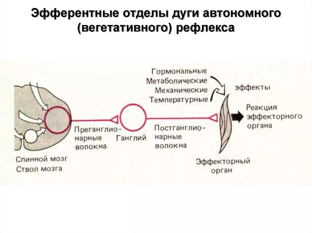 Звенья рефлекторной дуги вегетативного рефлекса. Рефлекторная дуга глотательного рефлекса схема. Физиологический механизм сосательного рефлекса. Рефлекторная дуга вегетативного рефлекса.