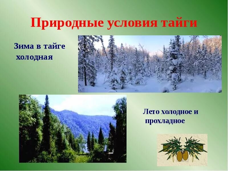 Природные условия тайги. Климатические условия тайги. «Климатические и природные условия тайги». Тайга условия природы. В тайге зима холодная лето теплое