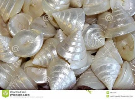 Shell pearl