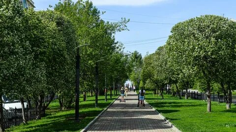 Деревья в городе