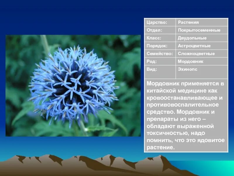 Семейство Сложноцветные Василек Луговой. Василек Сложноцветные растения. Царство растения отдел Покрытосеменные класс двудольные. Василек покрытосеменное растение. Тип василька