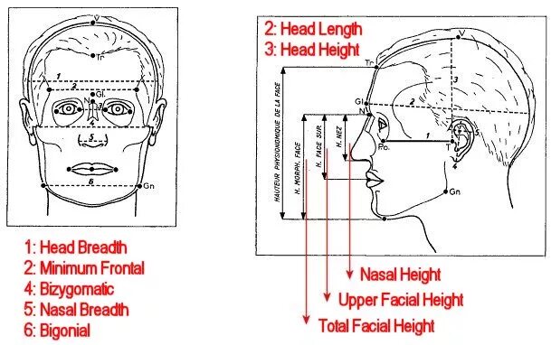 Как посчитать головы. Breadth to length ratio головы расчет. length width height. bigonial width. have a head for heights.